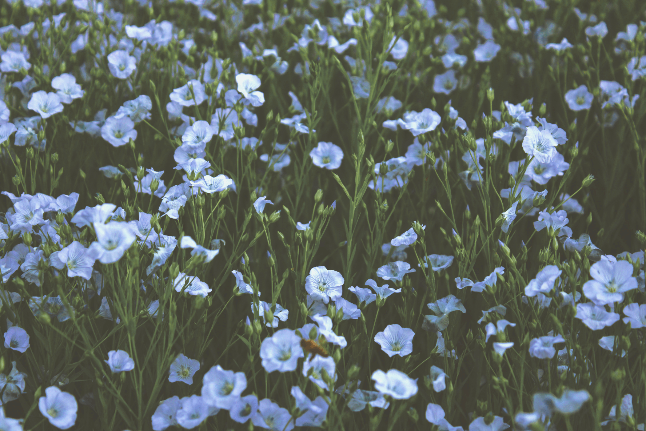 Blühendes Leinfeld mit vielen zarten hellblauen Leinblüten