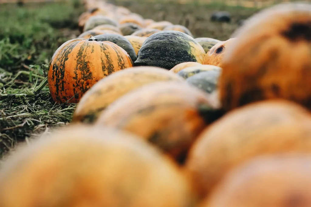 A row of ripe oil pumpkins lies in the field ready for harvest