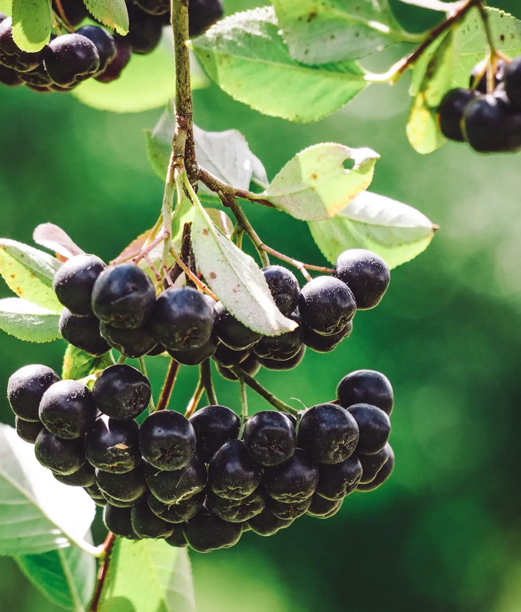 Reife dunkle Aroniabeeren in Dolden an einem Zweig mit grünen Blättern