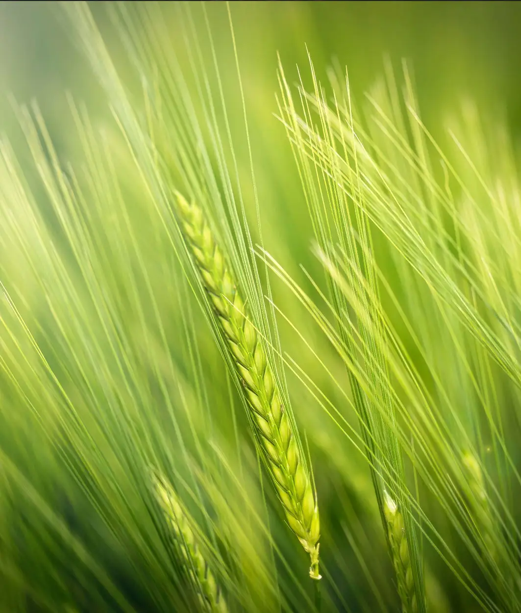 Junge grüne Getreidegräser mit langen Grannen im sonnendurchfluteten Feld