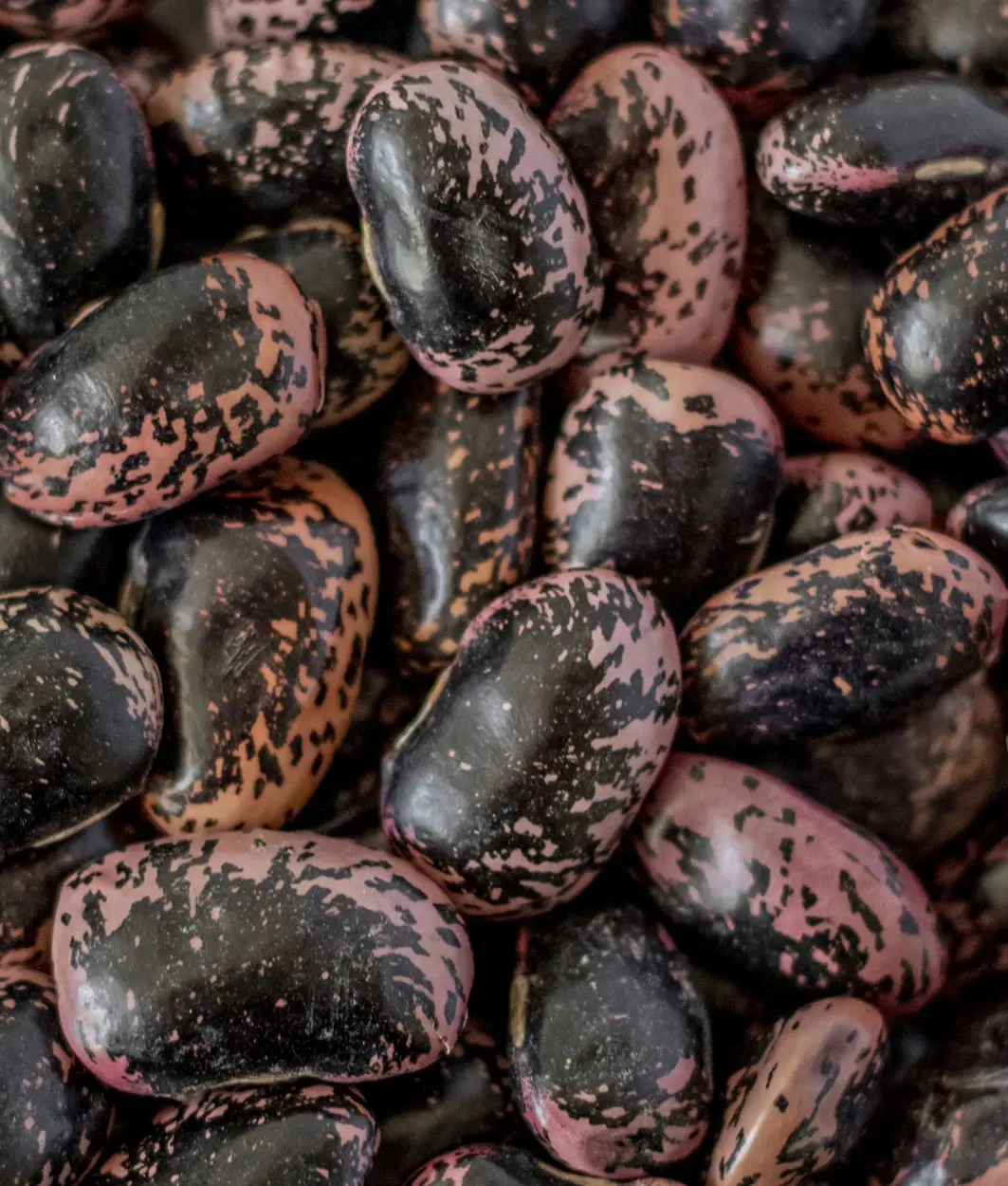 Nahaufnahme violett-schwarz gesprenkelter steirischer Käferbohnen