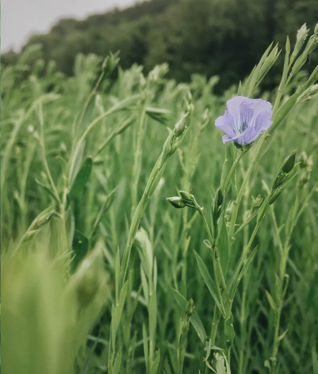 Einzelne blaue Leinblüte in einem grünen Leinfeld