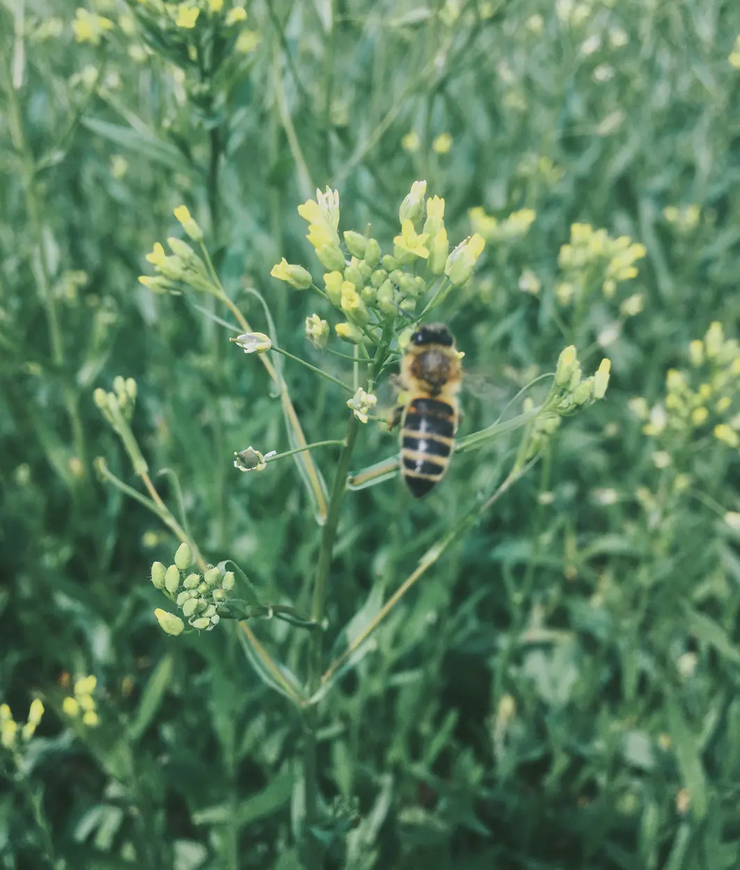 Bee collecting nectar from yellow camelina blossoms in a green field