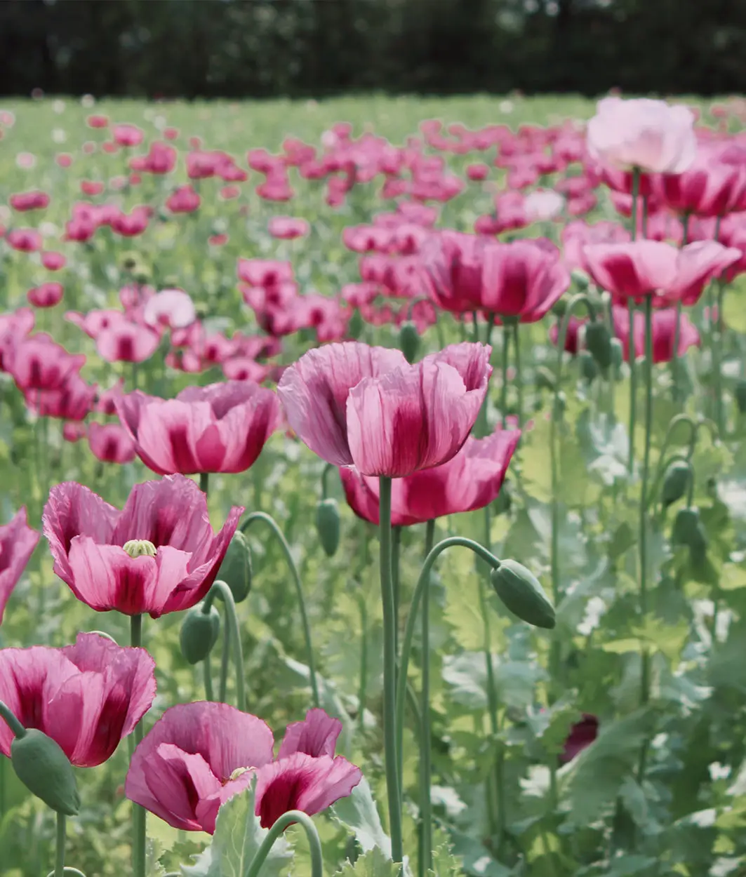 Feld mit rosa-violett blühendem Mohn und grünen Samenkapseln