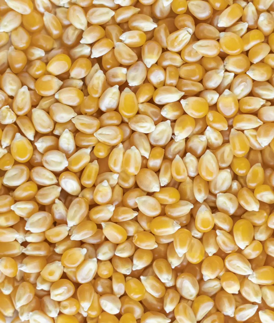 Nahaufnahme goldgelber Popcorn-Maiskörner