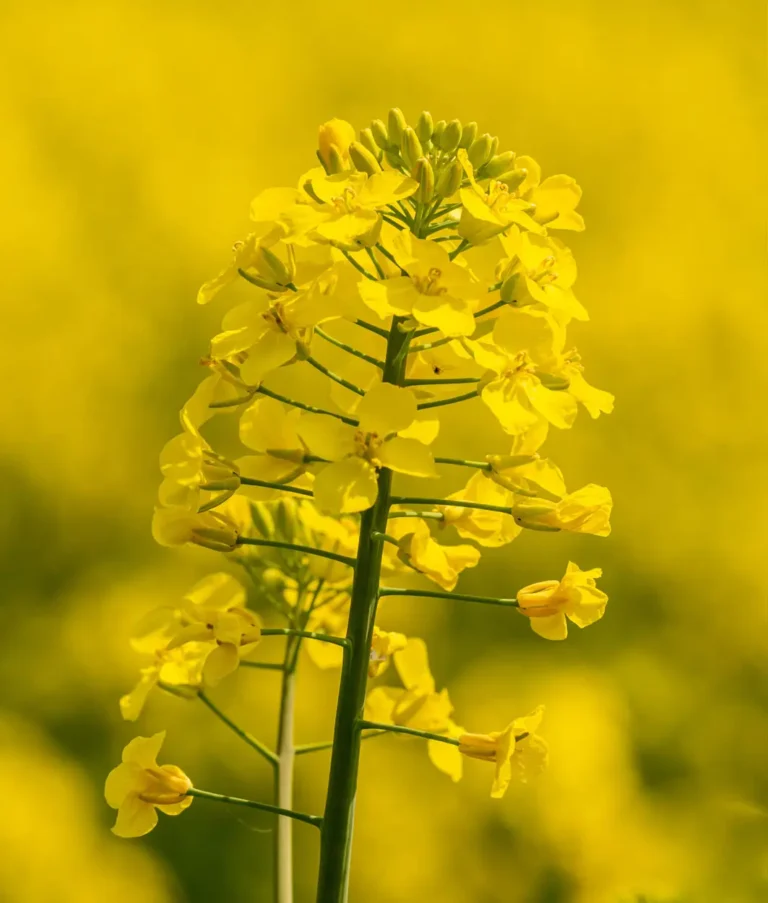 Gelbe Rapsblüten in Nahaufnahme vor leuchtend gelbem Rapsfeld