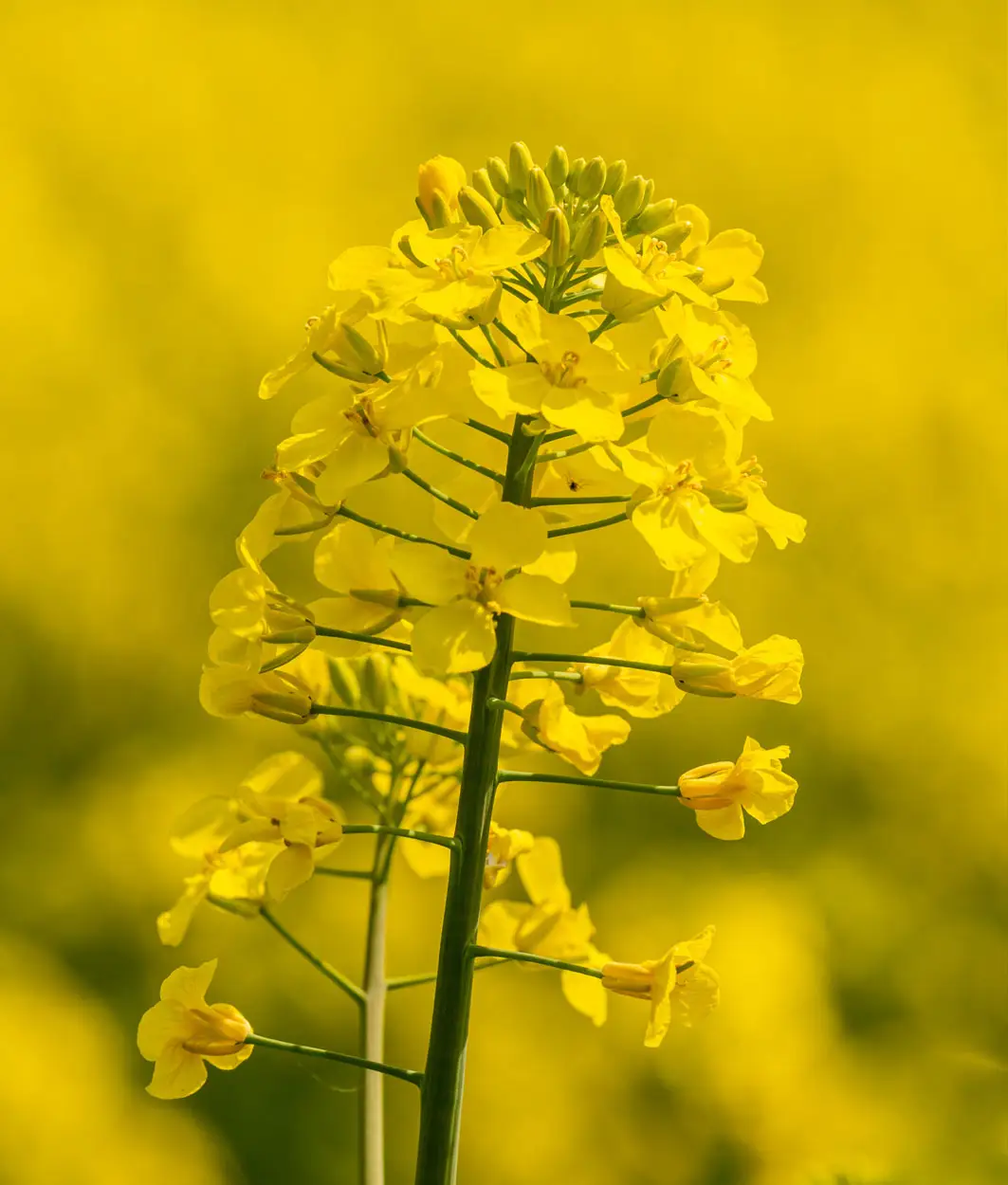 Gelbe Rapsblüten in Nahaufnahme vor leuchtend gelbem Rapsfeld