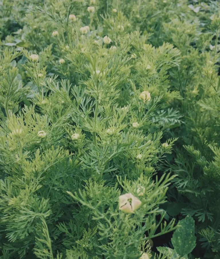Feld mit Schwarzkümmel-Pflanzen, feine grüne Blätter und junge Knospen