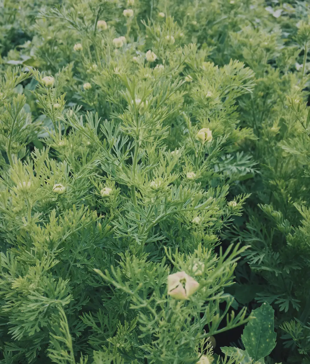 Feld mit Schwarzkümmel-Pflanzen, feine grüne Blätter und junge Knospen