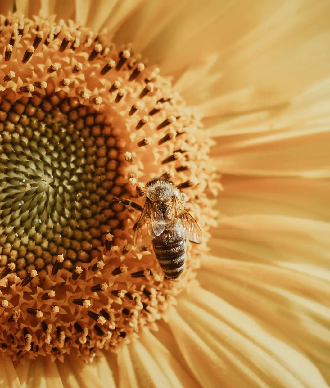 Biene auf dem Blütenkorb einer Sonnenblume in Makroaufnahme