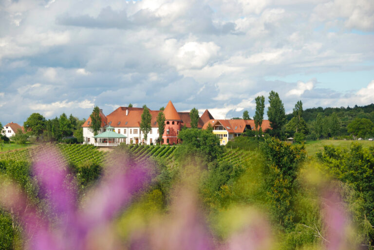 Weinschloss Thaller mit roten Dächern über einem Weingarten, im Vordergrund violette Blüten
