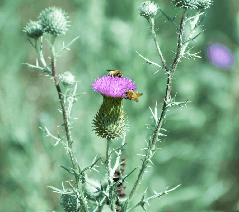 Violett blühende Distel mit zwei Bienen auf der Blüte, im unscharfen grünen Feld