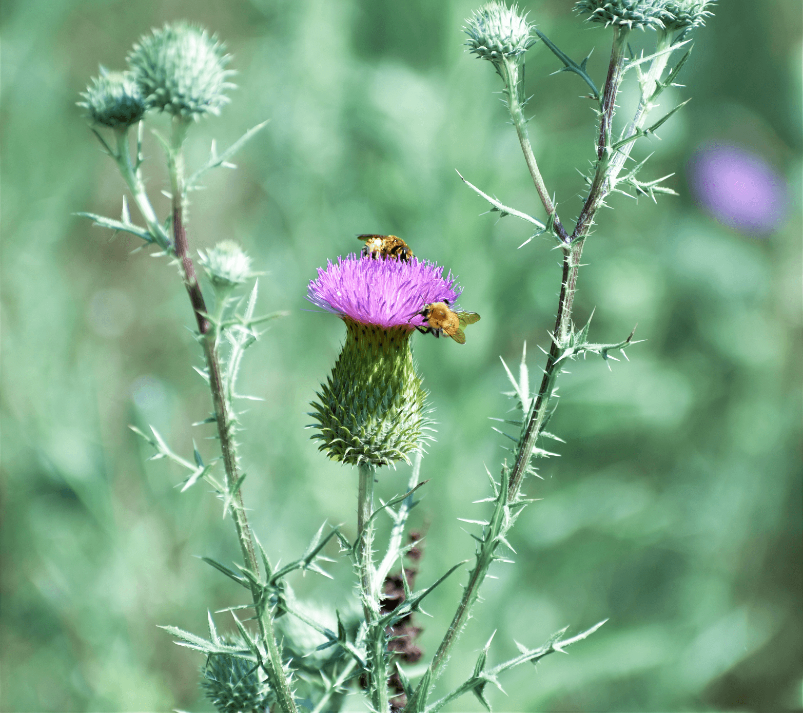 Violett blühende Distel mit zwei Bienen auf der Blüte, im unscharfen grünen Feld